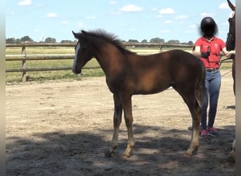 Caballo de Holstein, Semental, 1 año, 170 cm, Castaño