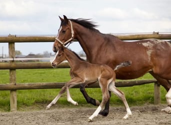 Caballo de Holstein, Semental, 1 año, 170 cm, Castaño