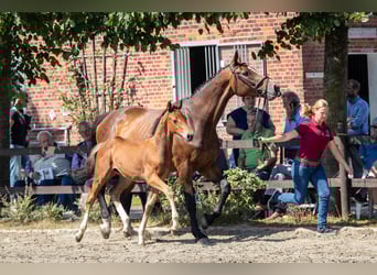 Caballo de Holstein, Semental, 1 año, 170 cm, Castaño