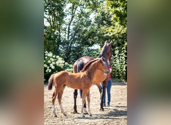 Caballo de Holstein, Semental, 1 año, 170 cm, Castaño