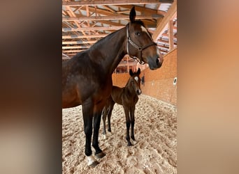 Caballo de Holstein, Semental, 1 año, 170 cm, Castaño oscuro