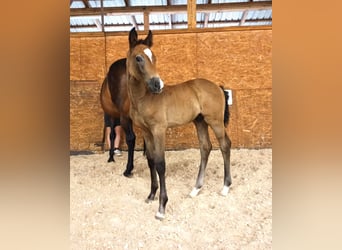 Caballo de Holstein, Semental, 1 año, 170 cm, Castaño oscuro