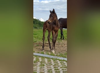 Caballo de Holstein, Semental, 1 año, 170 cm, Castaño oscuro