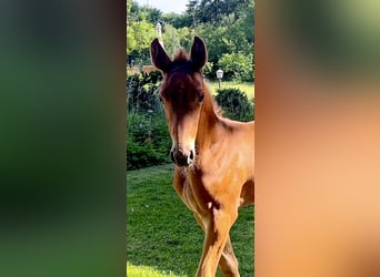 Caballo de Holstein, Semental, 1 año, 170 cm, Musgo