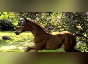 Caballo de Holstein, Semental, 1 año, 170 cm, Musgo