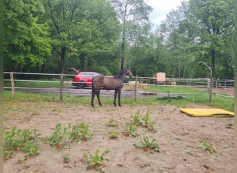 Caballo de Holstein, Semental, 1 año, 170 cm, Tordo