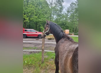 Caballo de Holstein, Semental, 1 año, 170 cm, Tordo