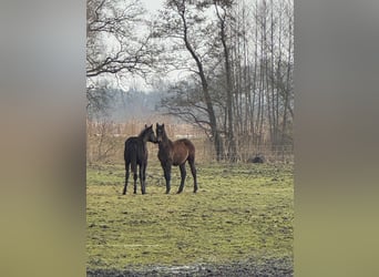 Caballo de Holstein, Semental, 1 año, 170 cm, Tordo