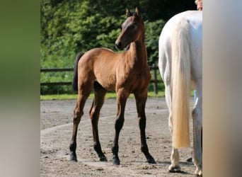 Caballo de Holstein, Semental, 1 año, 170 cm, Tordo