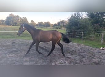 Caballo de Holstein, Semental, 1 año, 170 cm, Tordo