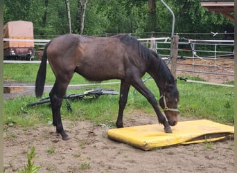 Caballo de Holstein, Semental, 1 año, 170 cm, Tordo