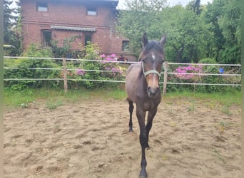 Caballo de Holstein, Semental, 1 año, 170 cm, Tordo