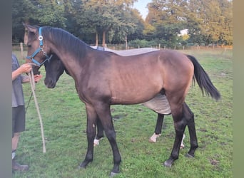 Caballo de Holstein, Semental, 1 año, 170 cm, Tordo