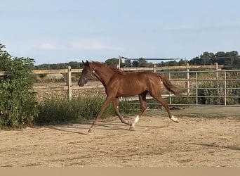 Caballo de Holstein, Semental, 1 año, 172 cm, Alazán