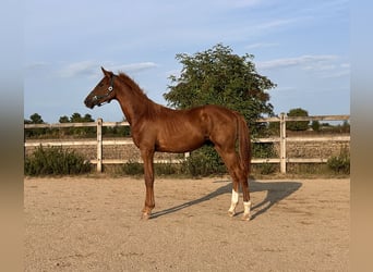 Caballo de Holstein, Semental, 1 año, 172 cm, Alazán