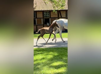 Caballo de Holstein, Semental, 1 año, 172 cm, Tordo