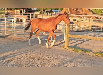 Caballo de Holstein, Semental, 1 año, 174 cm, Alazán-tostado