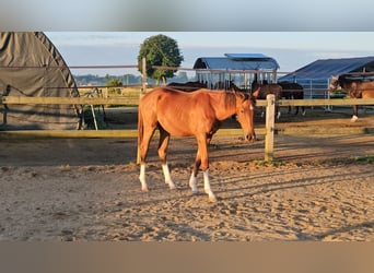 Caballo de Holstein, Semental, 1 año, 174 cm, Alazán-tostado