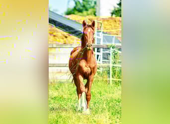 Caballo de Holstein, Semental, 1 año, 174 cm