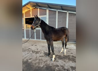 Caballo de Holstein, Semental, 1 año, 175 cm, Morcillo