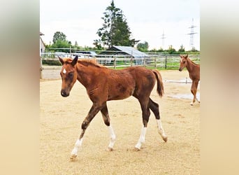 Caballo de Holstein Mestizo, Semental, 1 año, 176 cm, Alazán-tostado