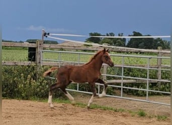 Caballo de Holstein Mestizo, Semental, 1 año, 176 cm, Alazán-tostado