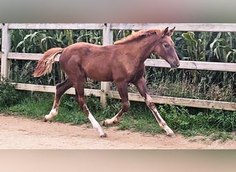 Caballo de Holstein Mestizo, Semental, 1 año, 176 cm