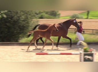 Caballo de Holstein, Semental, 1 año, Alazán