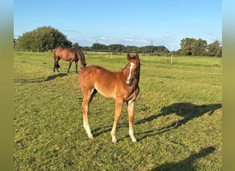 Caballo de Holstein, Semental, 1 año, Alazán