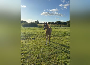 Caballo de Holstein, Semental, 1 año, Alazán