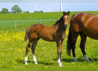 Caballo de Holstein, Semental, 1 año, Castaño