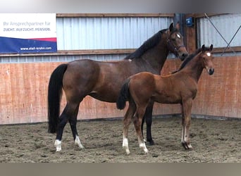 Caballo de Holstein, Semental, 1 año, Castaño