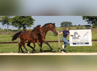 Caballo de Holstein, Semental, 1 año, Castaño