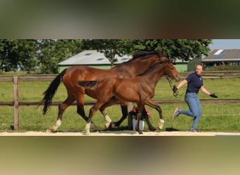 Caballo de Holstein, Semental, 1 año, Castaño