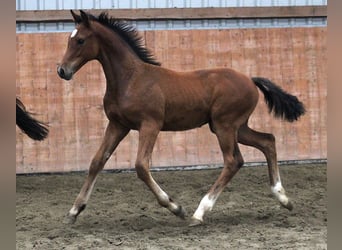Caballo de Holstein, Semental, 1 año, Castaño
