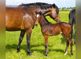 Caballo de Holstein, Semental, 1 año, Castaño