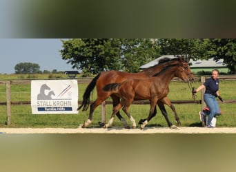 Caballo de Holstein, Semental, 1 año, Castaño