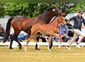 Caballo de Holstein, Semental, 1 año, Castaño
