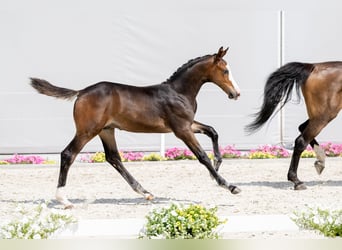 Caballo de Holstein, Semental, 1 año, Castaño