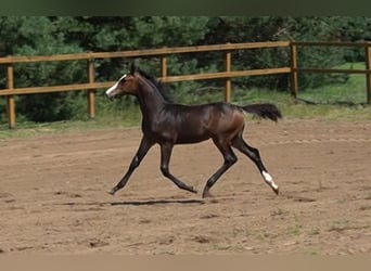 Caballo de Holstein, Semental, 1 año, Castaño