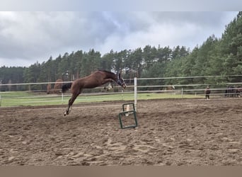 Caballo de Holstein, Semental, 1 año, Castaño