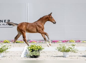 Caballo de Holstein, Semental, 1 año, Castaño