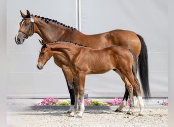 Caballo de Holstein, Semental, 1 año, Castaño