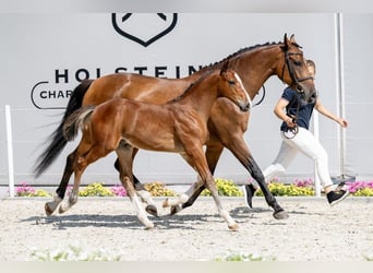 Caballo de Holstein, Semental, 1 año, Castaño