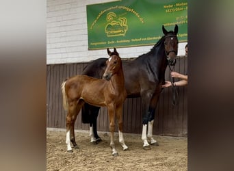 Caballo de Holstein, Semental, 1 año, Castaño claro