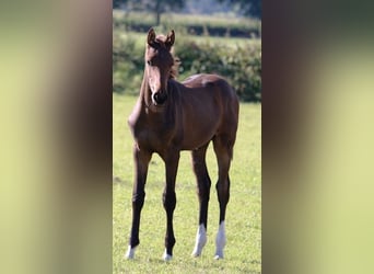 Caballo de Holstein, Semental, 1 año, Castaño claro