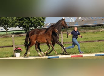 Caballo de Holstein, Semental, 1 año, Castaño oscuro