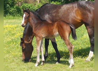 Caballo de Holstein, Semental, 1 año, Castaño oscuro