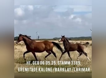 Caballo de Holstein, Semental, 1 año, Castaño oscuro