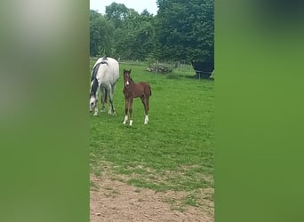 Caballo de Holstein, Semental, 1 año, Castaño oscuro